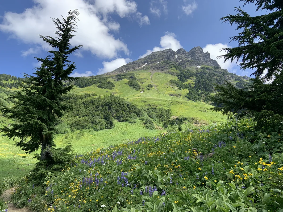 Cheam Peak guided hike in BC — wildflower meadows and Fraser Valley panorama